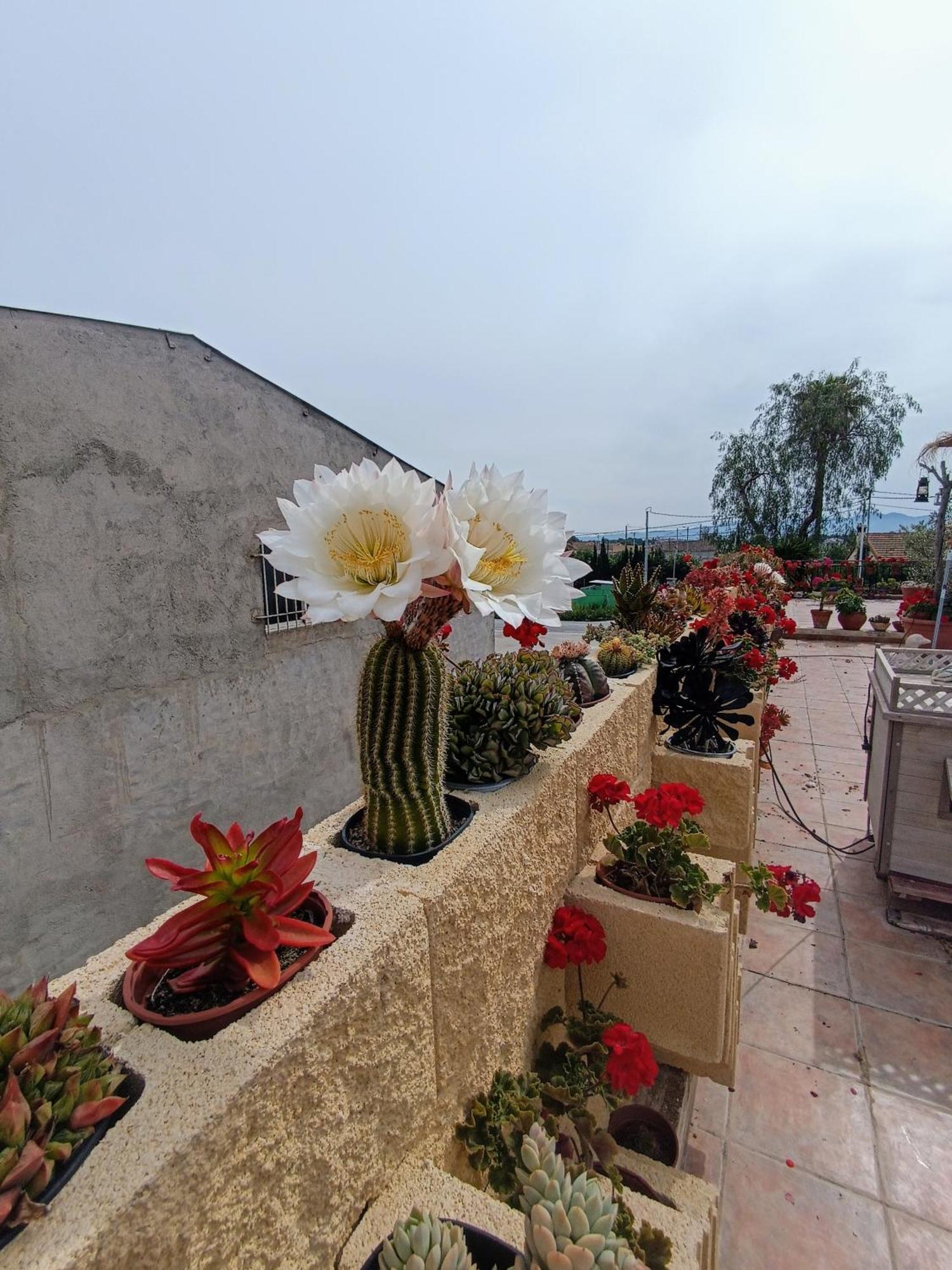 Casa Chalet Venta Ruizo Lorca  Bagian luar foto